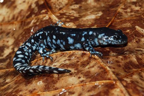 Blue Spotted Salamander: Facts, Characteristics, Habitat and More ...