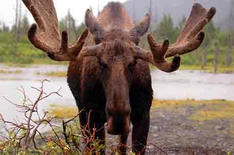 Moose Antlers • How They Grow and What They Tell You