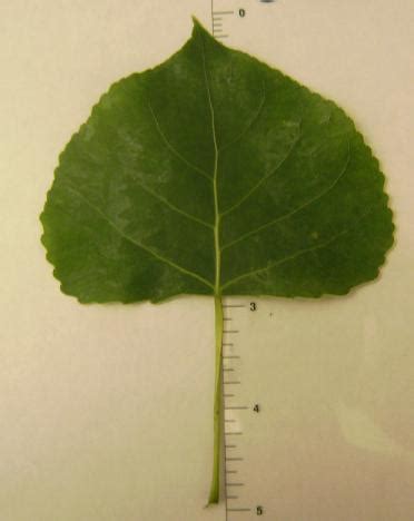 Plant Identification - Fremont Cottonwood