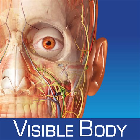 Human Bone Anatomy : Anatomy and Physiology/Human Biology Online Course ...