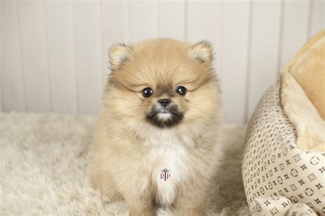 Teacup Pomeranian Puppy | Pomeranian puppy teacup, Pomeranian puppy ...