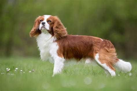 Cavalier King Charles Spaniel Breed Information Guide | BARK Post