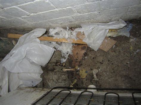 Dudley Chinese takeaway fined after rat droppings found | Express & Star