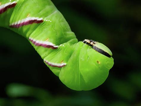 Privet Hawk Moth caterpillar Photograph by Jouko Lehto | Fine Art America