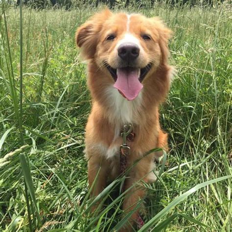 14 Adorable Shetland Sheepdog Mixes: Cuteness Overload!