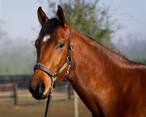 Ghostzapper – He retired from racing due to a hairline fracture ...