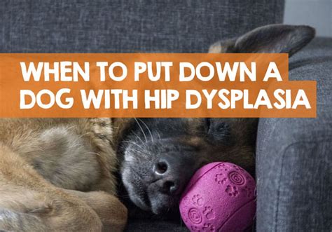 Is Hip Dysplasia In Dogs Life Threatening