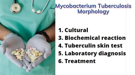 Mycobacterium Tuberculosis Morphology