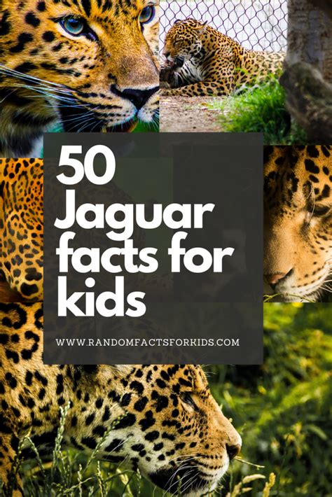 Jaguar Animal Facts