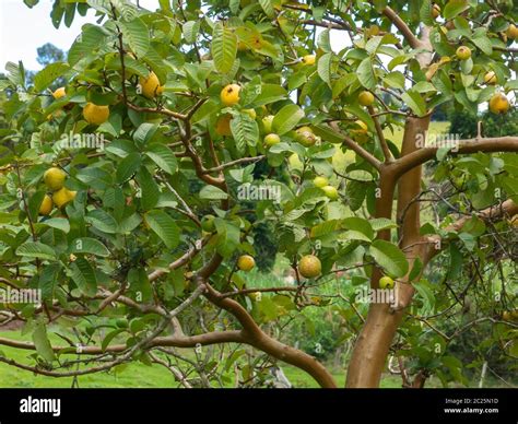 Guava tree hi-res stock photography and images - Alamy