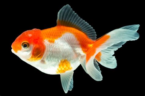 Japanese Goldfish Breeds