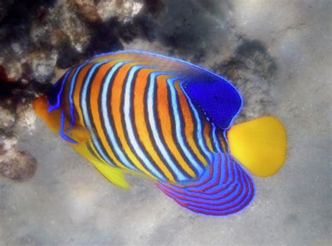 Closeup Photo Of The Royal Angelfish Photograph by Johanna Hurmerinta