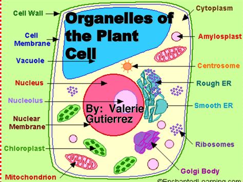 Organelles of the Plant Cell pic 1 : Biological Science Picture ...