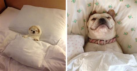 50 Sleepy Dogs Who’re Definitely Not Letting You Sleep In Your Bed ...