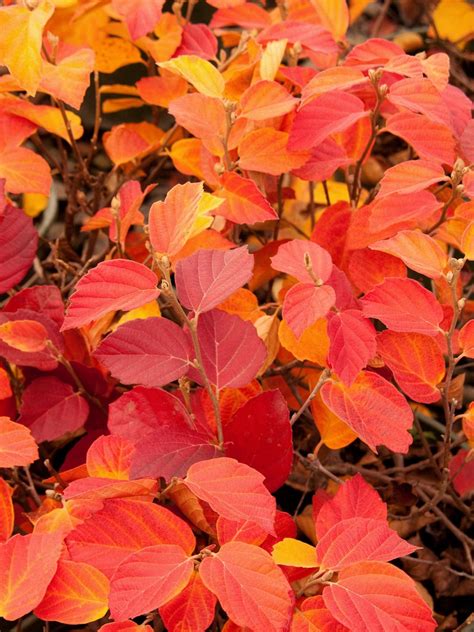 Dwarf Fothergilla Gardenii | Plants, Autumn landscape, Fall colors