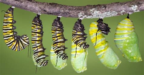 Monarch Butterfly Caterpillar: Everything You Need to Know - A-Z Animals