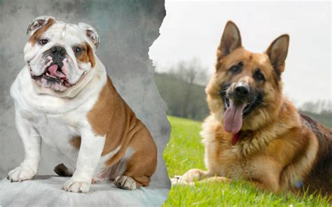 German Shepherd Bulldog Mix Breed Guide And Information - AllShepherd