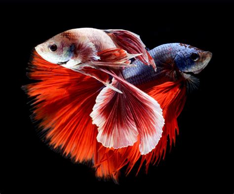 Betta Fish Wallpapers HD | PixelsTalk.Net