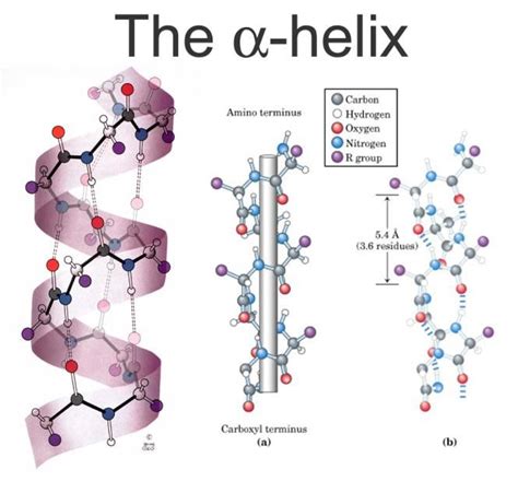 The stable arrangement of hydrogen-bonded amino acids in the alpha ...