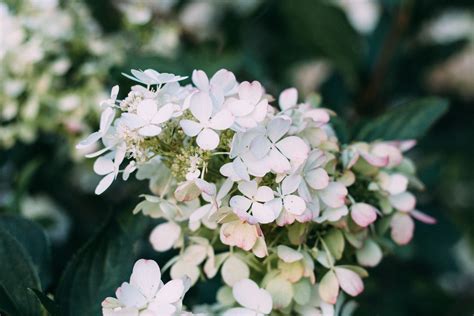 Closeup Photo of White Hydrangea Flowers · Free Stock Photo