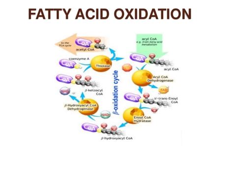 Fatty Acid Oxidation Process