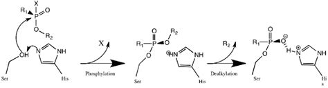 6: The inhibition mechanism of AChE by organophosphate nerve agents ...