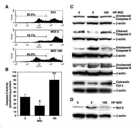 Reduction in mitochondrial membrane depolarization, caspase-3 and ...