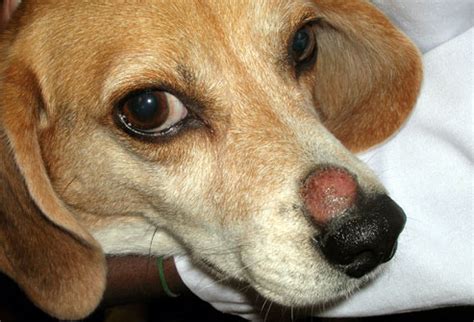 Ringworm in Dogs: Cause, Symptom, Treatment, and Prevention | New ...