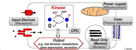 protein kinase