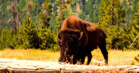 The Wildlife of Yosemite National Park - Animals Network