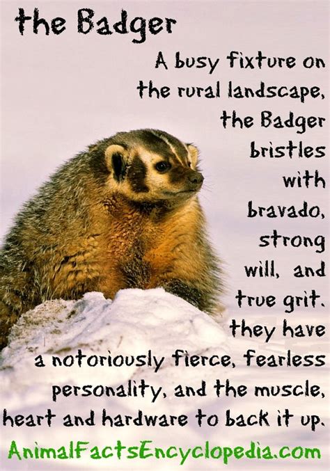 Badger Facts - Animal Facts Encyclopedia