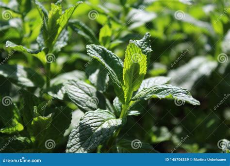 Peppermint in the garden stock image. Image of teaplant - 145706339