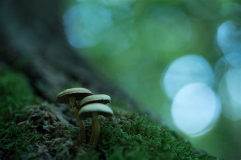 Tutorial: How To Photograph & Process Mushrooms That Glow - 500px