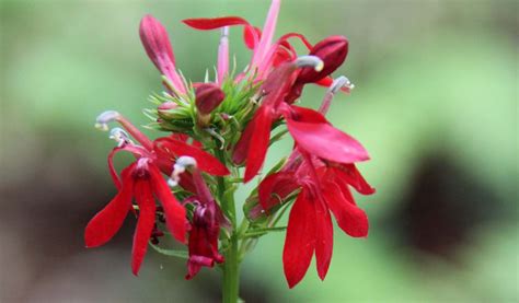 Cardinal Flower | Crystal Bridges Museum of American Art