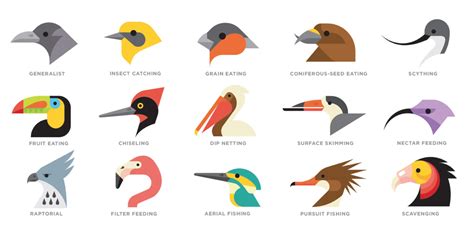 A Beak for Every Job – Wildsight