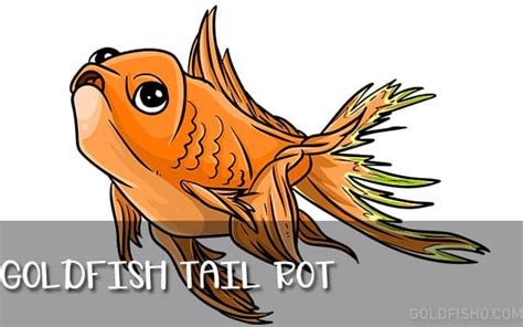 Fin Rot In Goldfish - Causes, Symptoms and Treatments