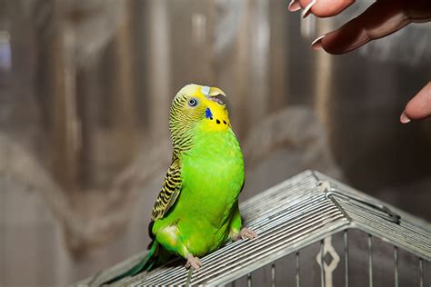 Budgie Aggressive Behaviour | Budgie Behaviour | Budgies | Guide | Omlet UK