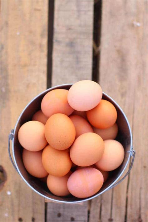 speckled sussex chickens eggs | Pampered Chicken Mama: Raising Backyard ...