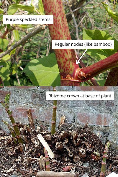 Japanese Knotweed Identification – The Japanese Knotweed Company