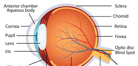 human-eye-anatomy | La Pine Eyecare Clinic