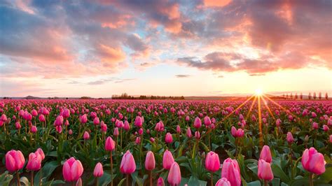 Pink Tulips Wallpaper And Background Image 1600X900 Id in Tulip Pink ...