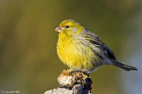 Atlantic Canary Care Sheet | Birds Coo