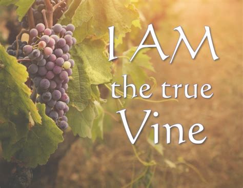 I AM the true Vine: Lessons Learned from the Vine – Sunrise Christian ...