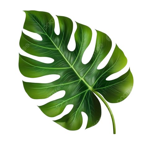 Free Vector Big Green Leaf Of Tropical Monstera Plant Isolated On White ...