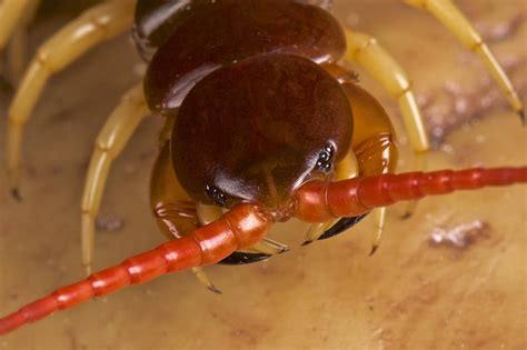 Deadly component of centipede venom identified | Research | Chemistry World