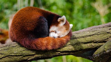 Red Panda Fact Sheet | Blog | Nature | PBS