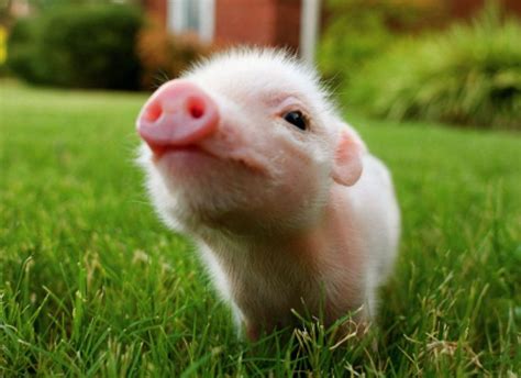 Baby Pigs Wallpapers - Wallpaper Cave