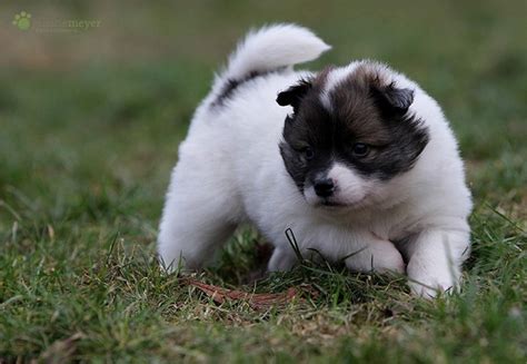 Elo Puppies - Puppy Dog Gallery