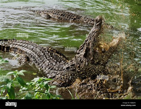 Mouth and teeth of the Cuban crocodile (Crocodylus rhombifer) from the ...