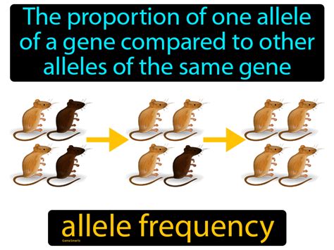 Allele Frequency Definition & Image | Flippy Flashcards